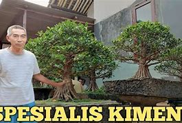 Bonsai Kimeng Hasil Gabungan