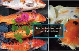 Google Apakah Ikan Koi Bisa Dimakan