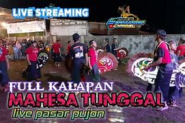 Live Mahesa Tunggal Hari Ini